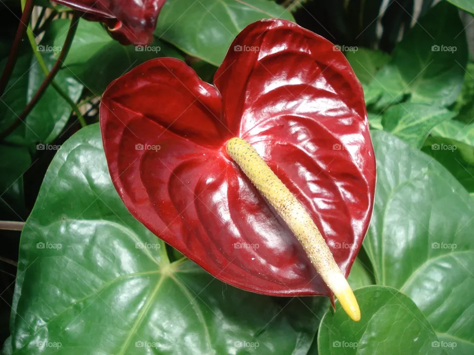Red flower