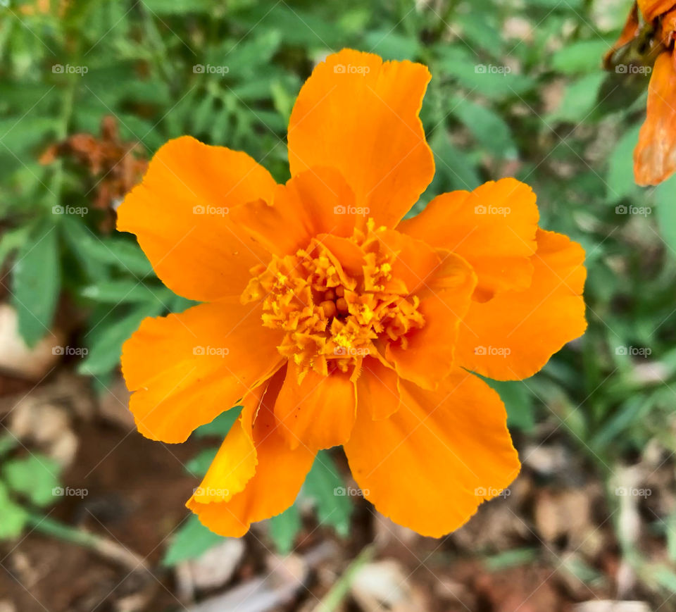 🌹 🇺🇸 Very beautiful flowers to brighten our day.  Live nature and its beauty. Did you like the delicate petals? / 🇧🇷 Flores muito bonitas para alegrar nosso dia. Viva a natureza e sua beleza. Gostaram das pétalas delicadas? 