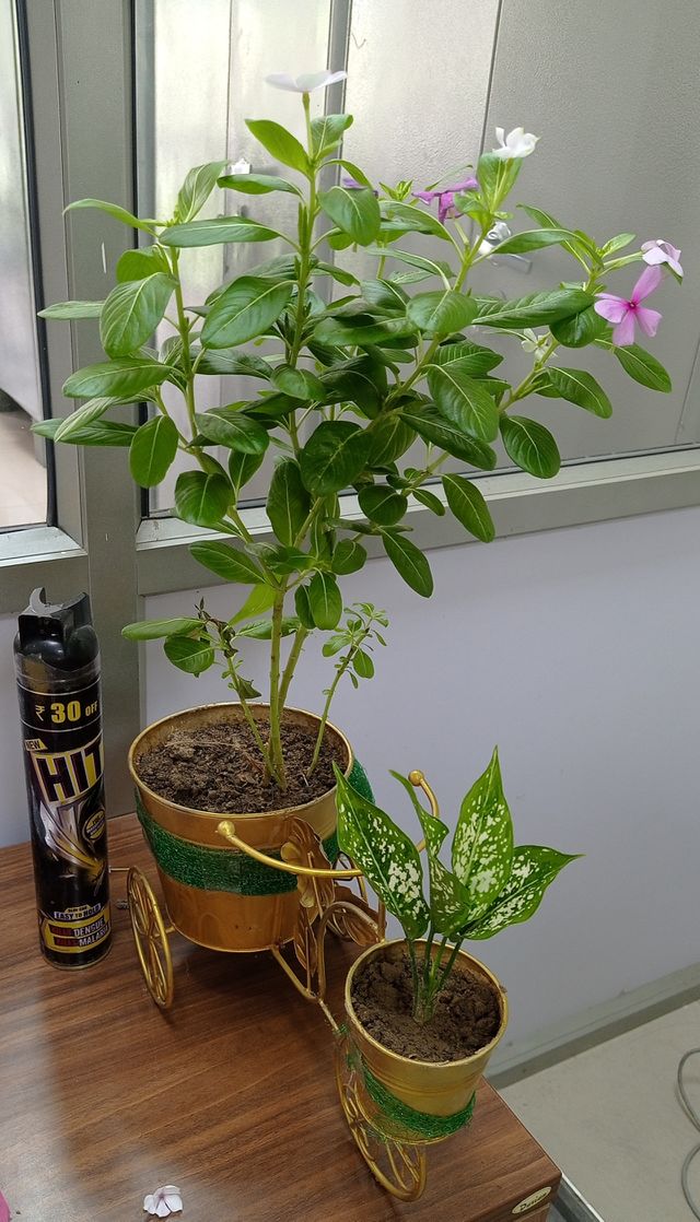 pot