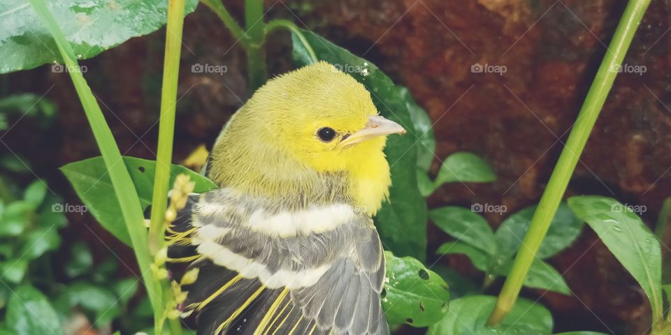 #cute sparrow feeling cool..