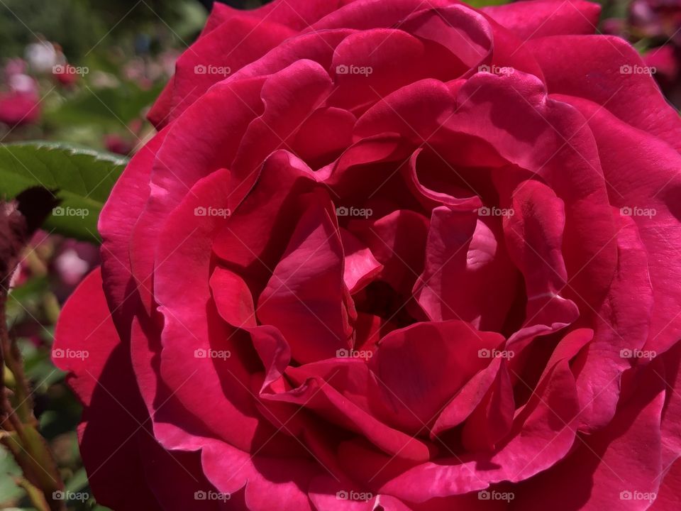 A beautiful red rose