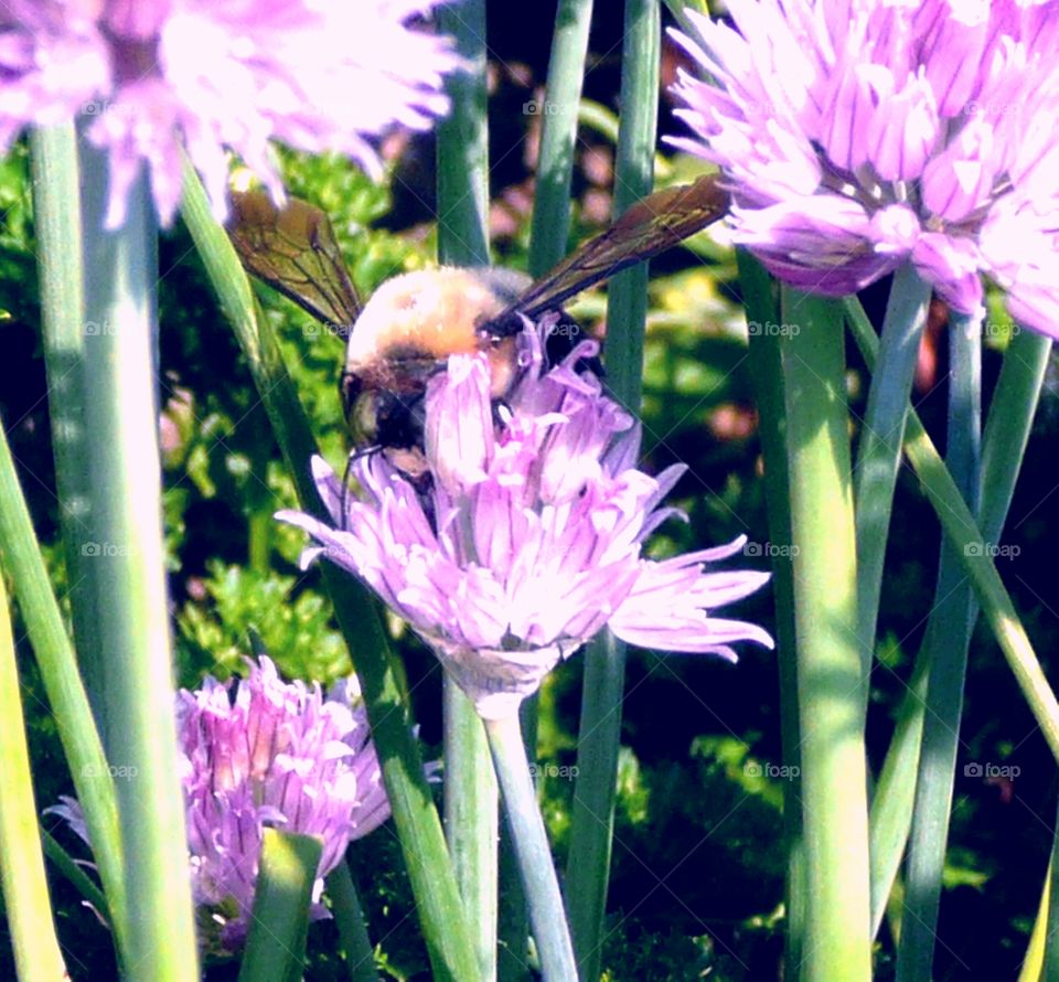 Bee sipping nectar