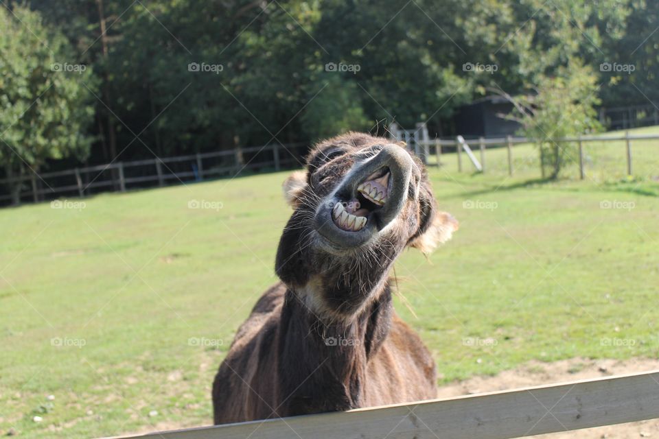 Donkey pulling a funny face