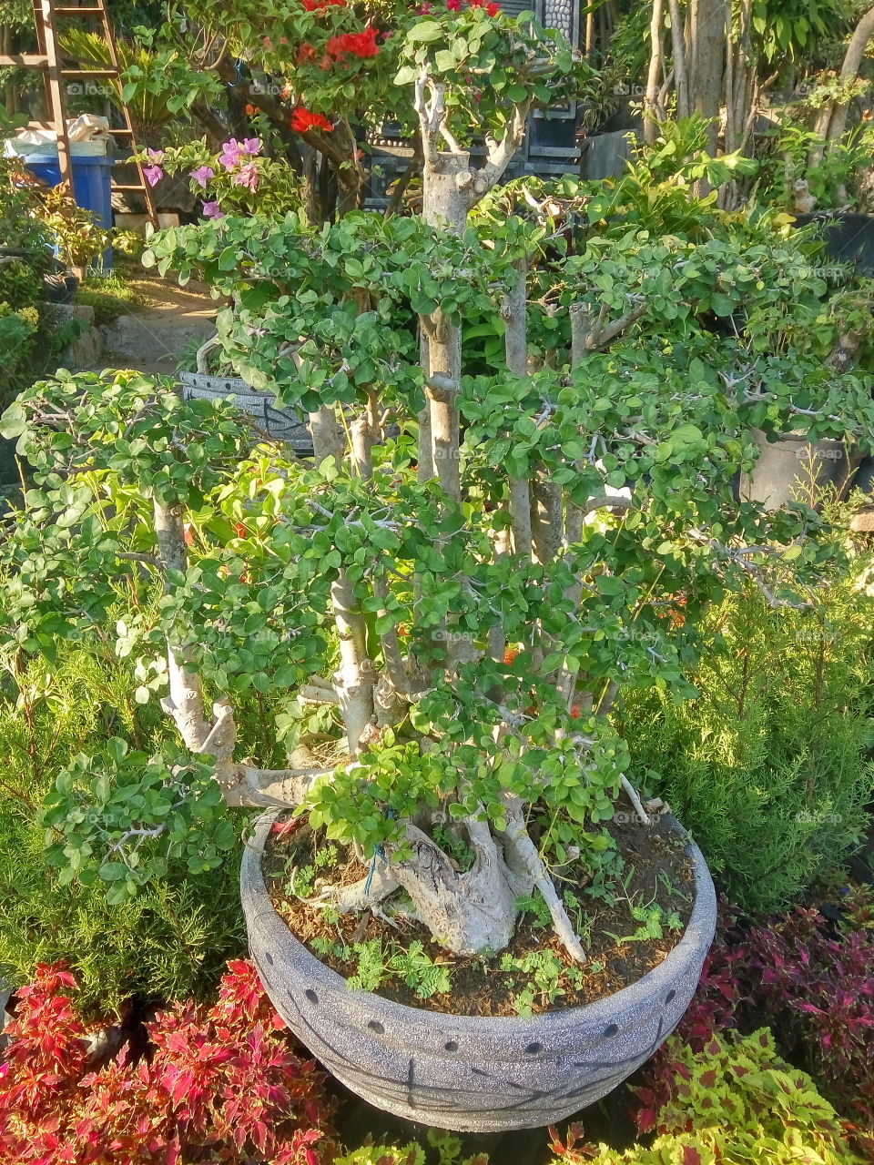 Bonsai USD 500.
the art of maintaining dwarf plants by prioritizing the beauty of plants.