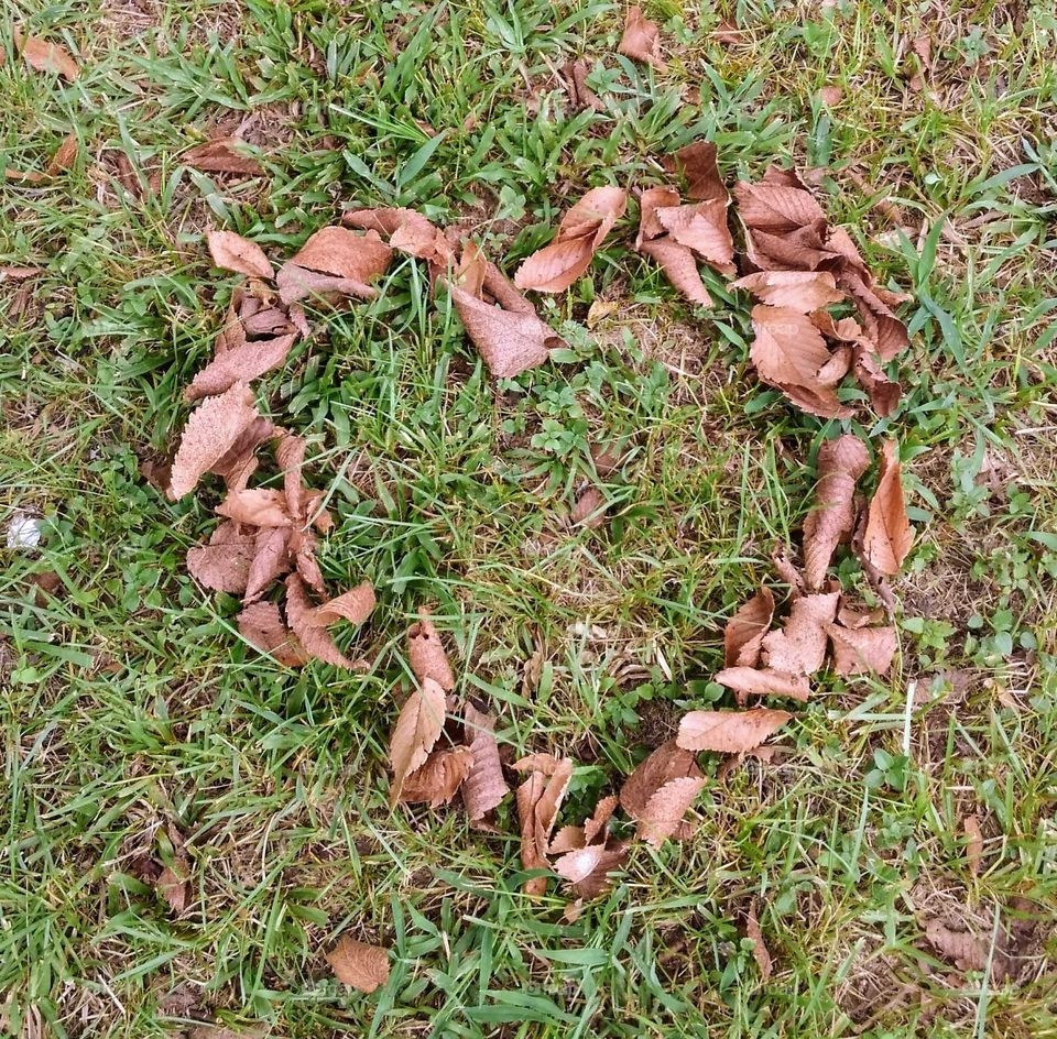 heart of leaves