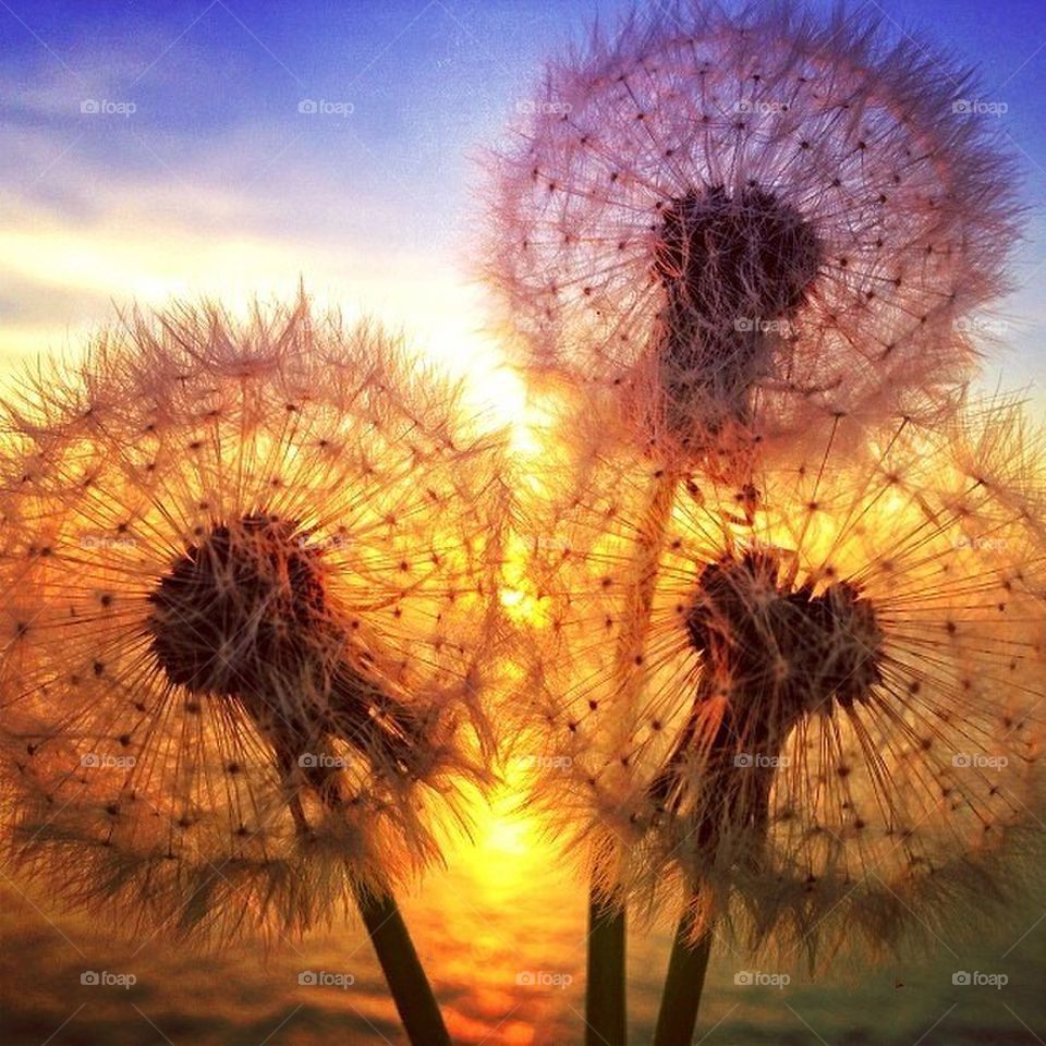 sky nature dandelion flower by itsAus