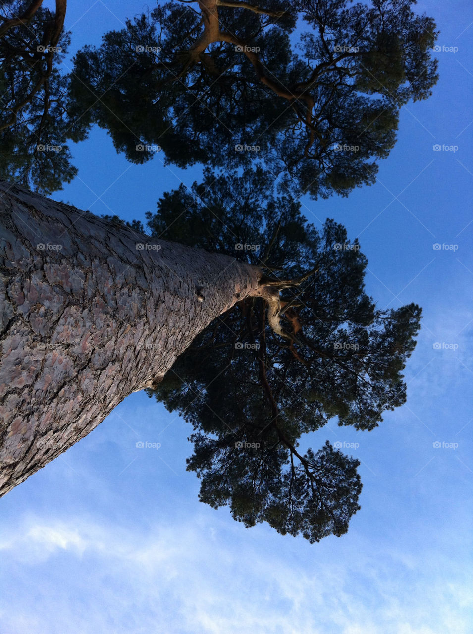 sky nature tree trees by gadley