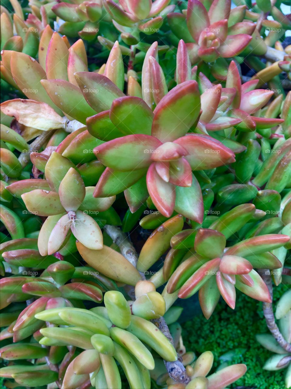 Succulents 