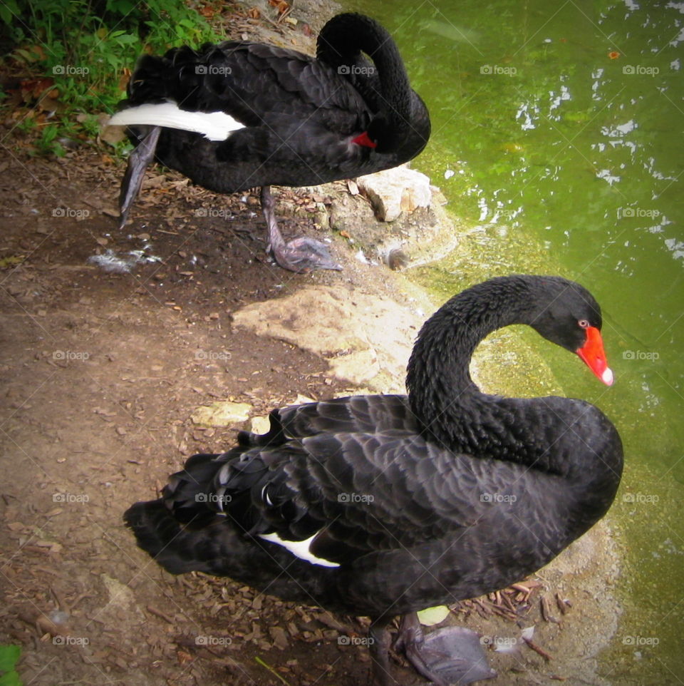 Two black swans sitting by the water enjoying the pretty summer day taken at the Columbus Zoo in Ohio 
