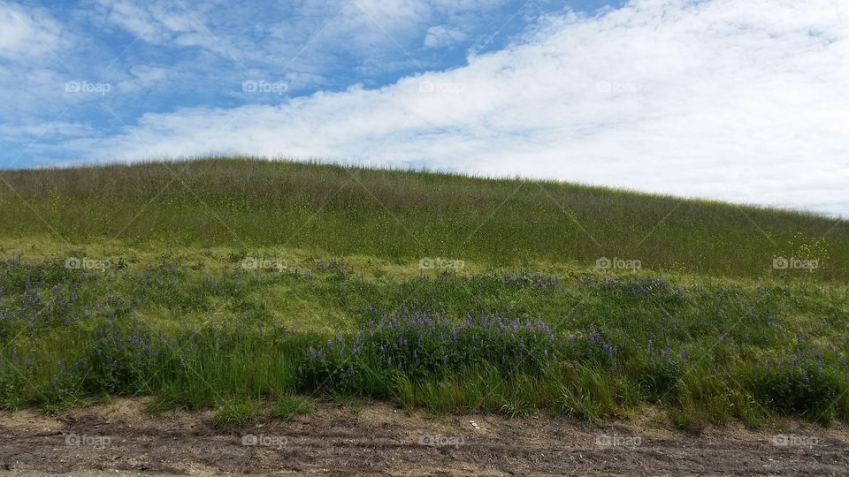 Spring time. When my land was green and flowers were blooming