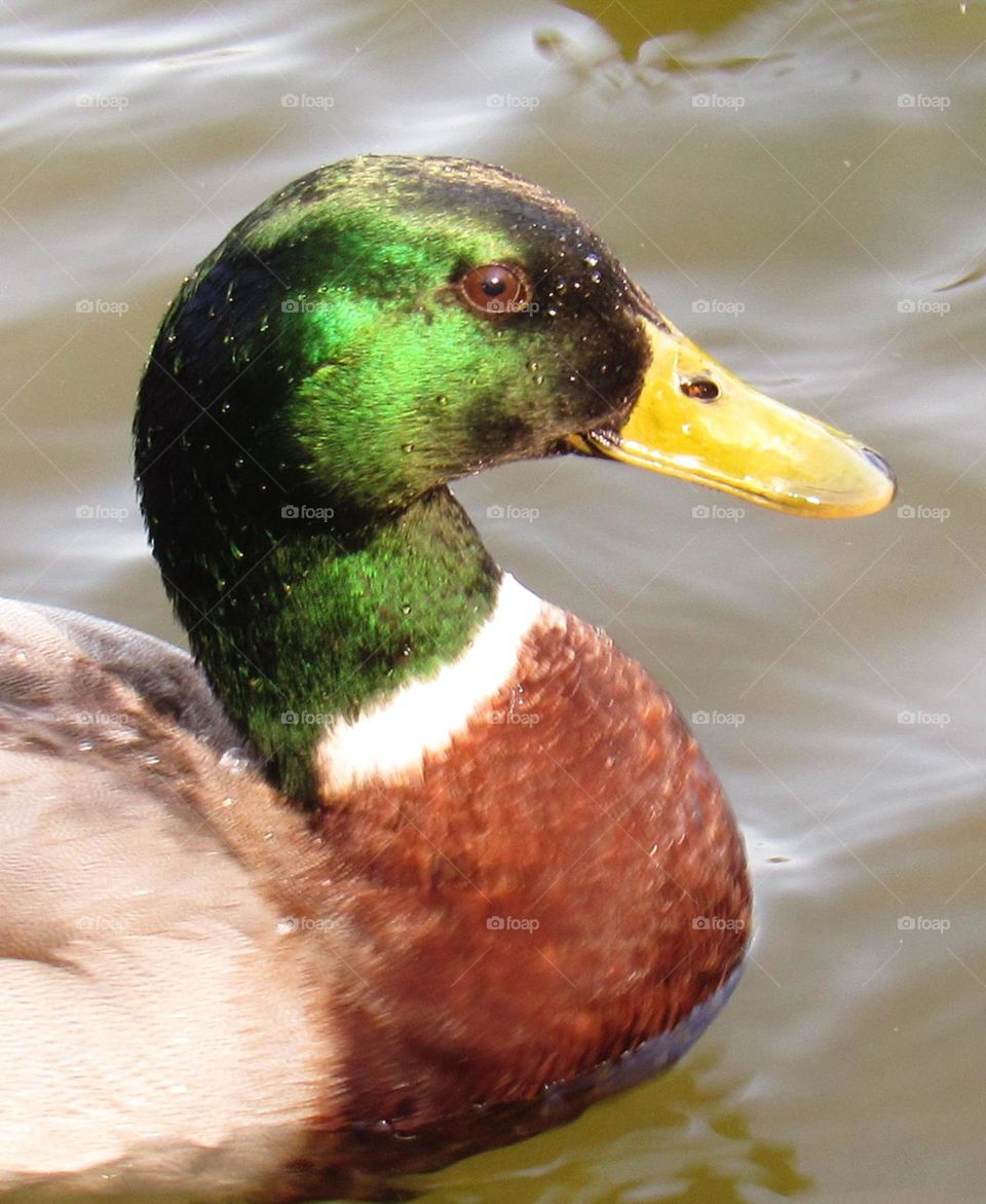 duck