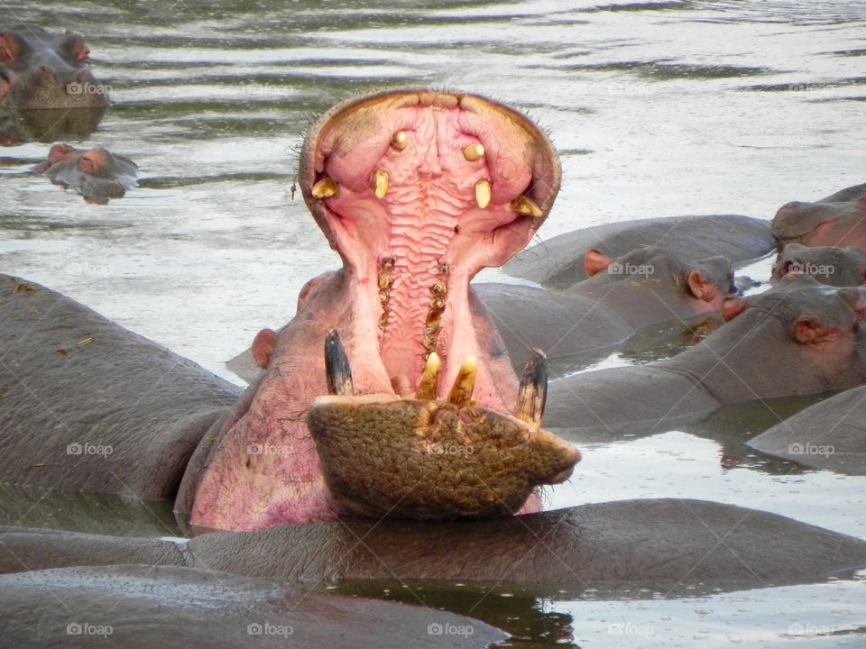 Huge mouth of hippopotamus 