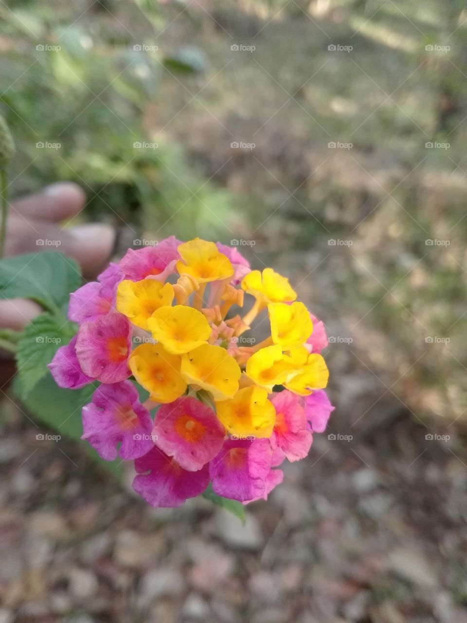 Flower..... Beauty.... Of... Colour