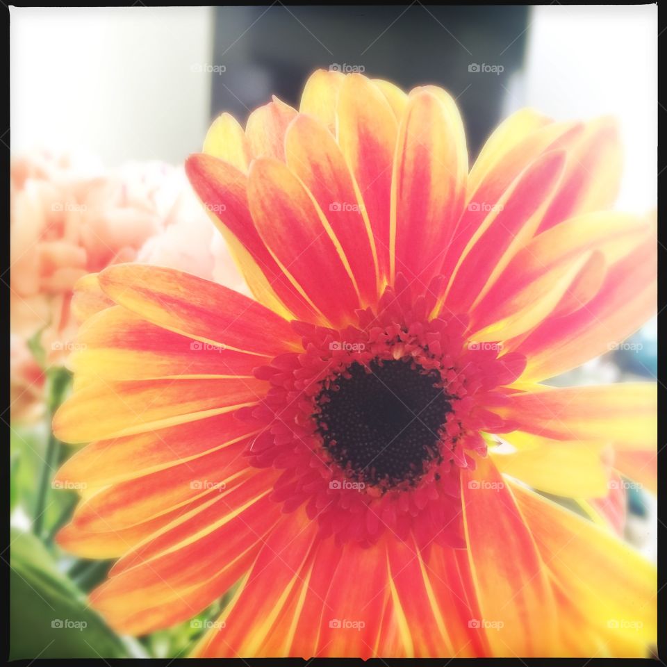 Orange sunburst Gerber daisy