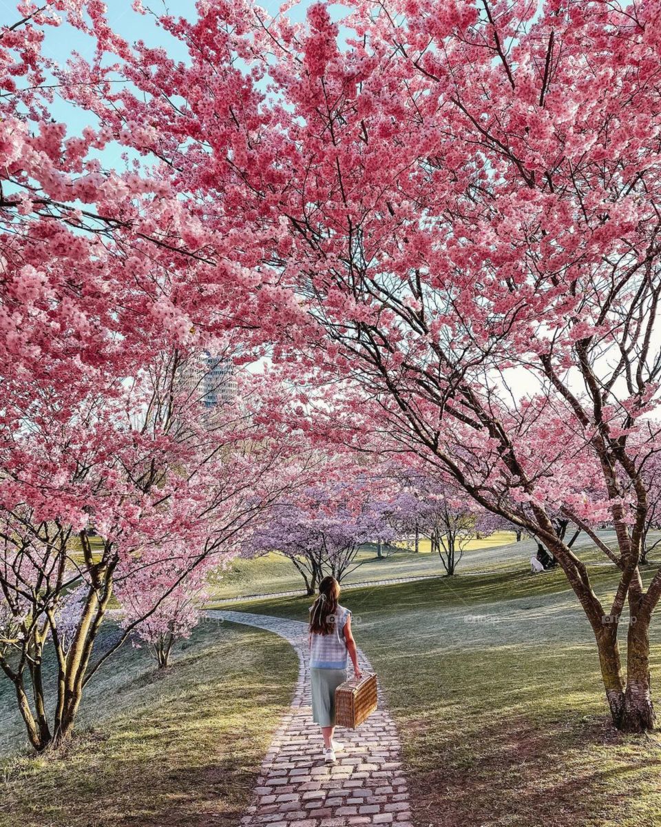 spring blossom