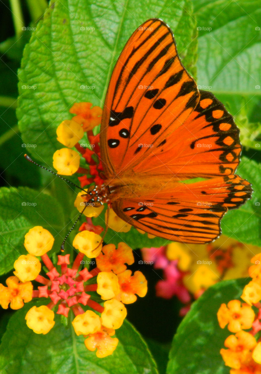 Orange butterfly on flower