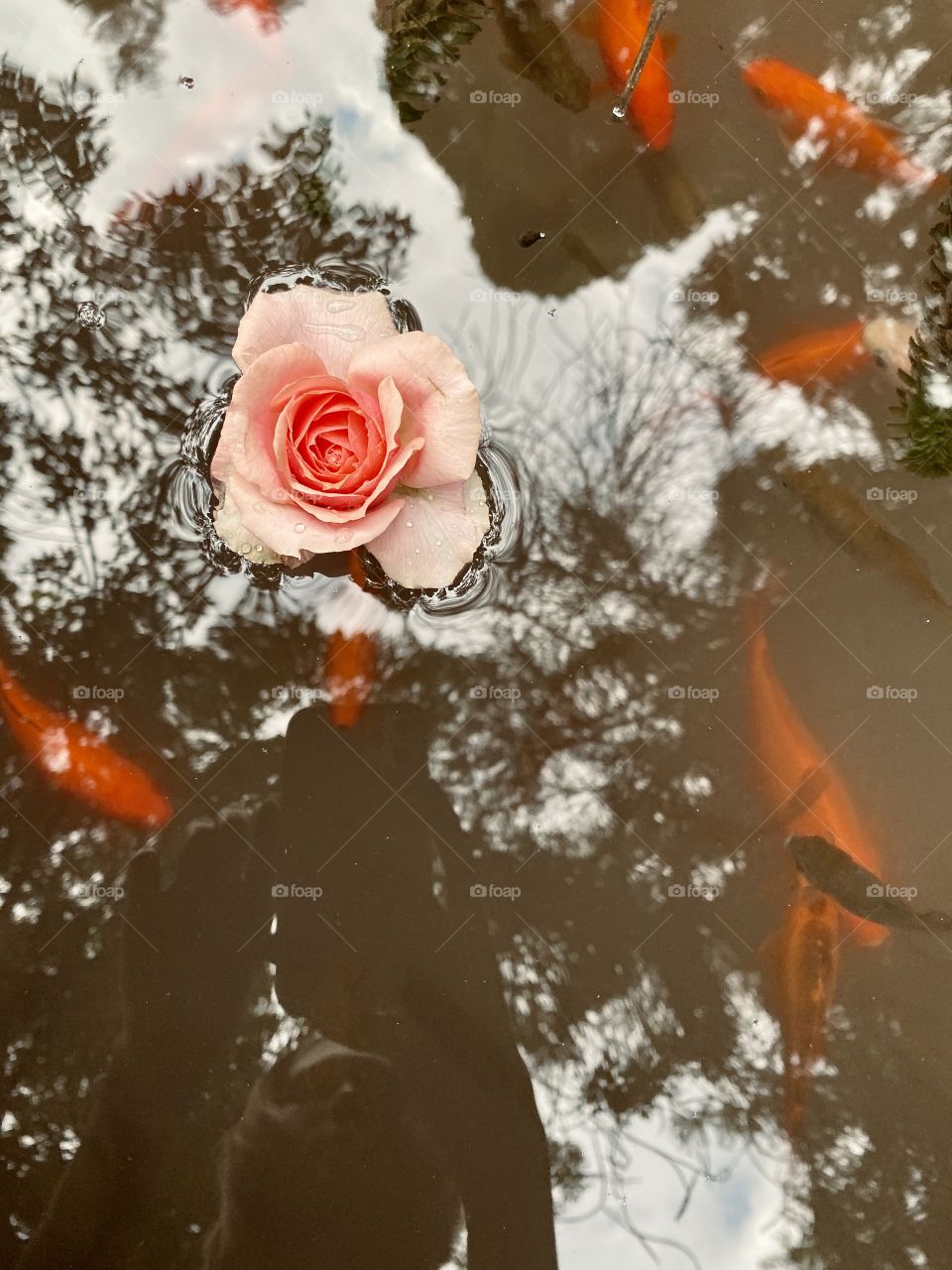 Rose in the koi pond