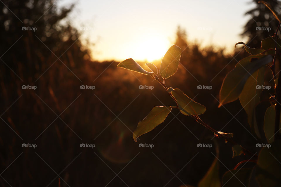 Sunset over a field