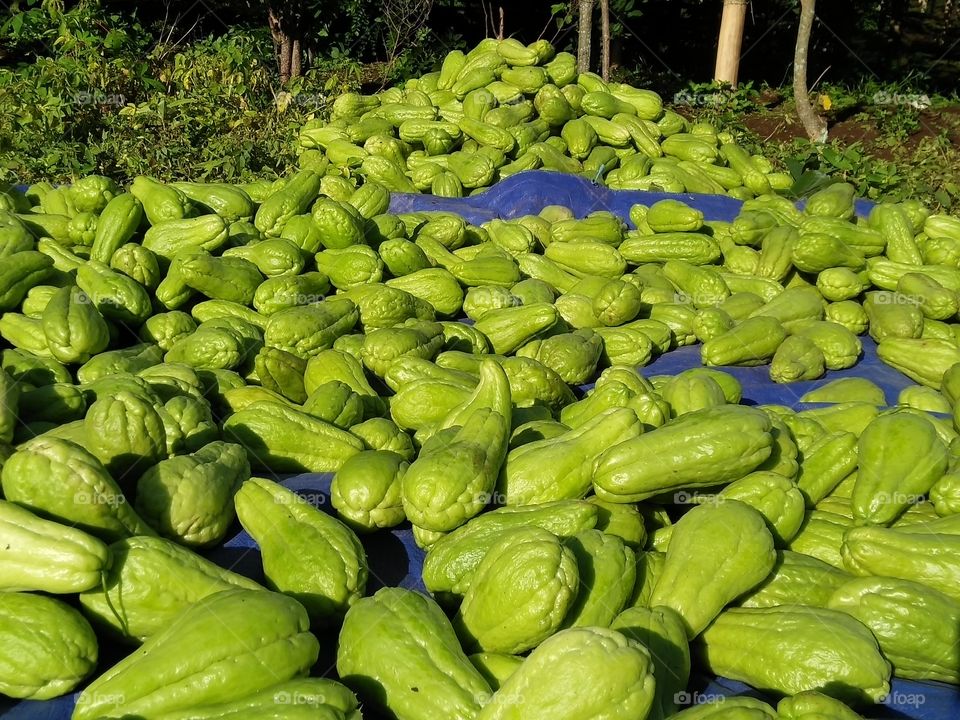 chayote fruit