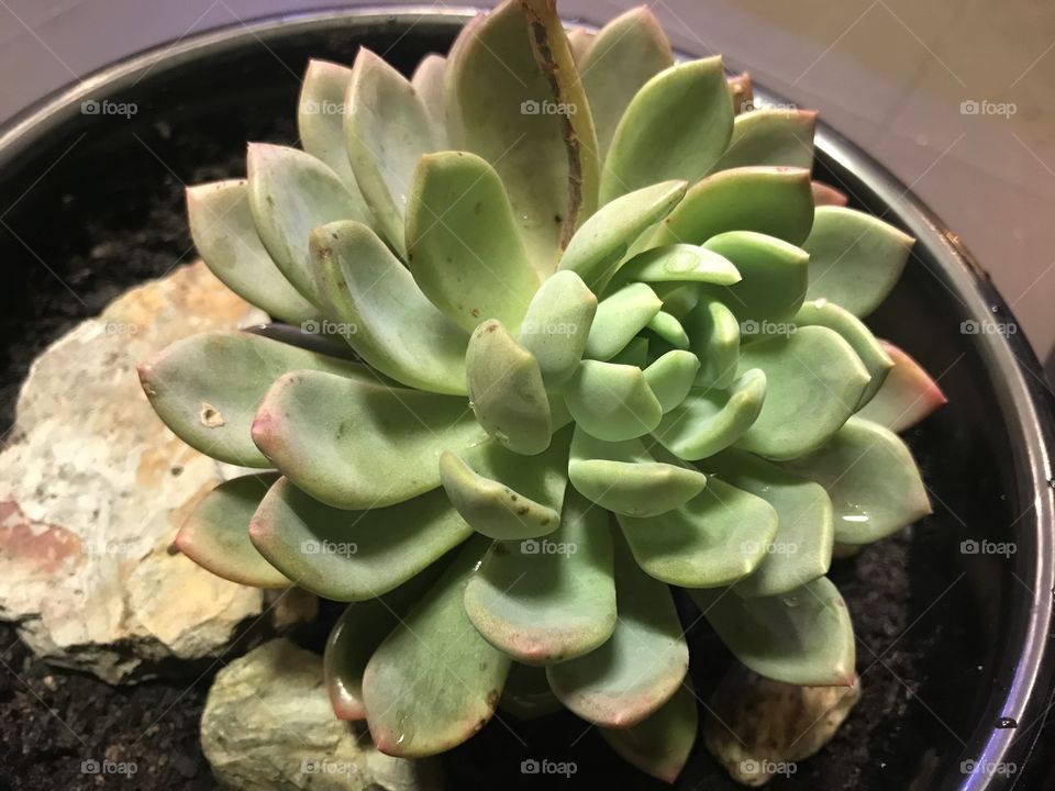 Echeveria 