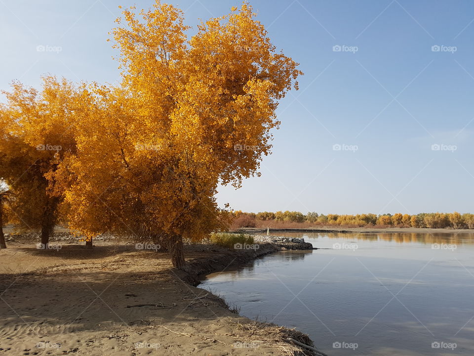 Gold yellow color tree