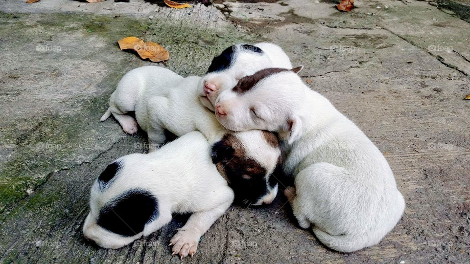 Four puppies with white, brown and black sleeping in the ground. Cute and lovely.