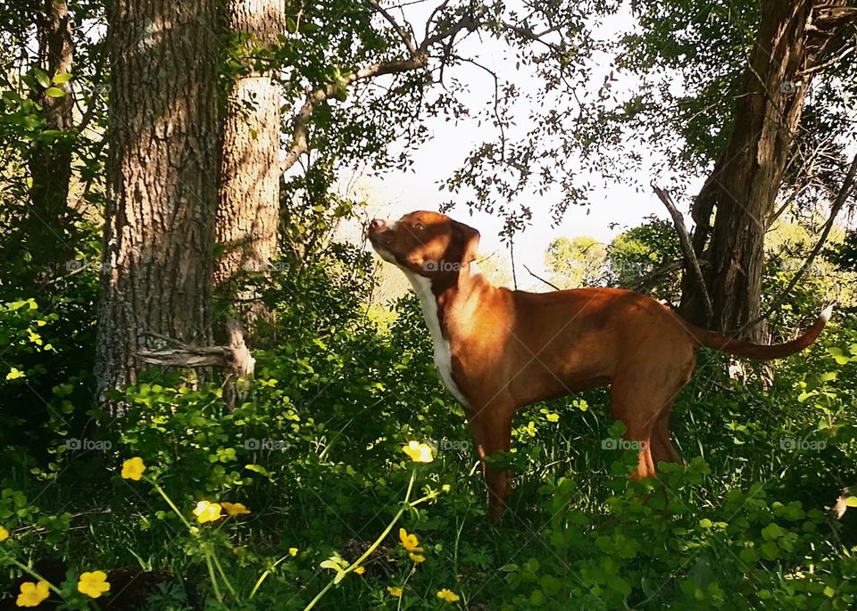 A brindle dog looking up a tree in the woods in spring