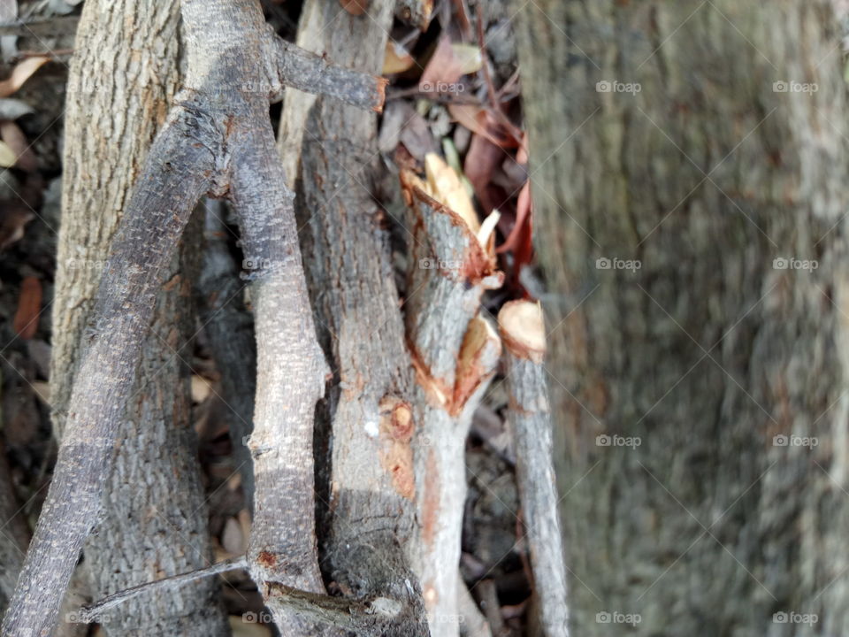 Wood, Tree, Nature, Bark, Old