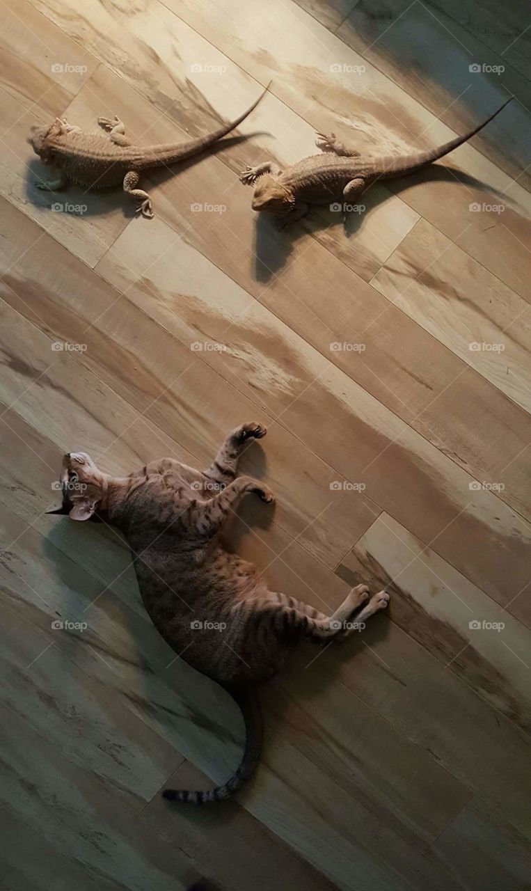 cat playing with bearded dragons
