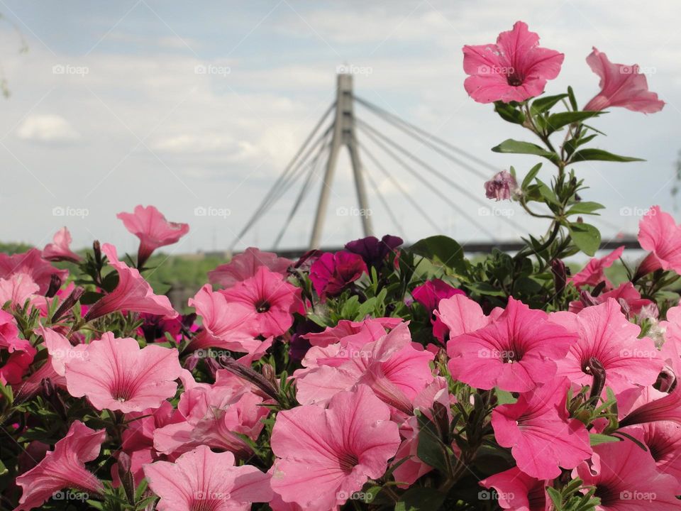 Flowers and bridge