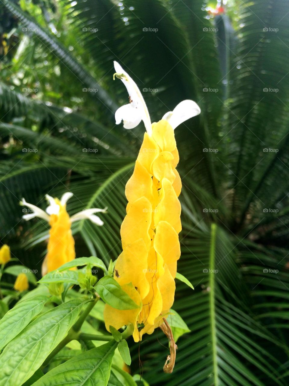 Yellow Mellow. Visit to Selby Botanical Gardens, Sarasota Florida