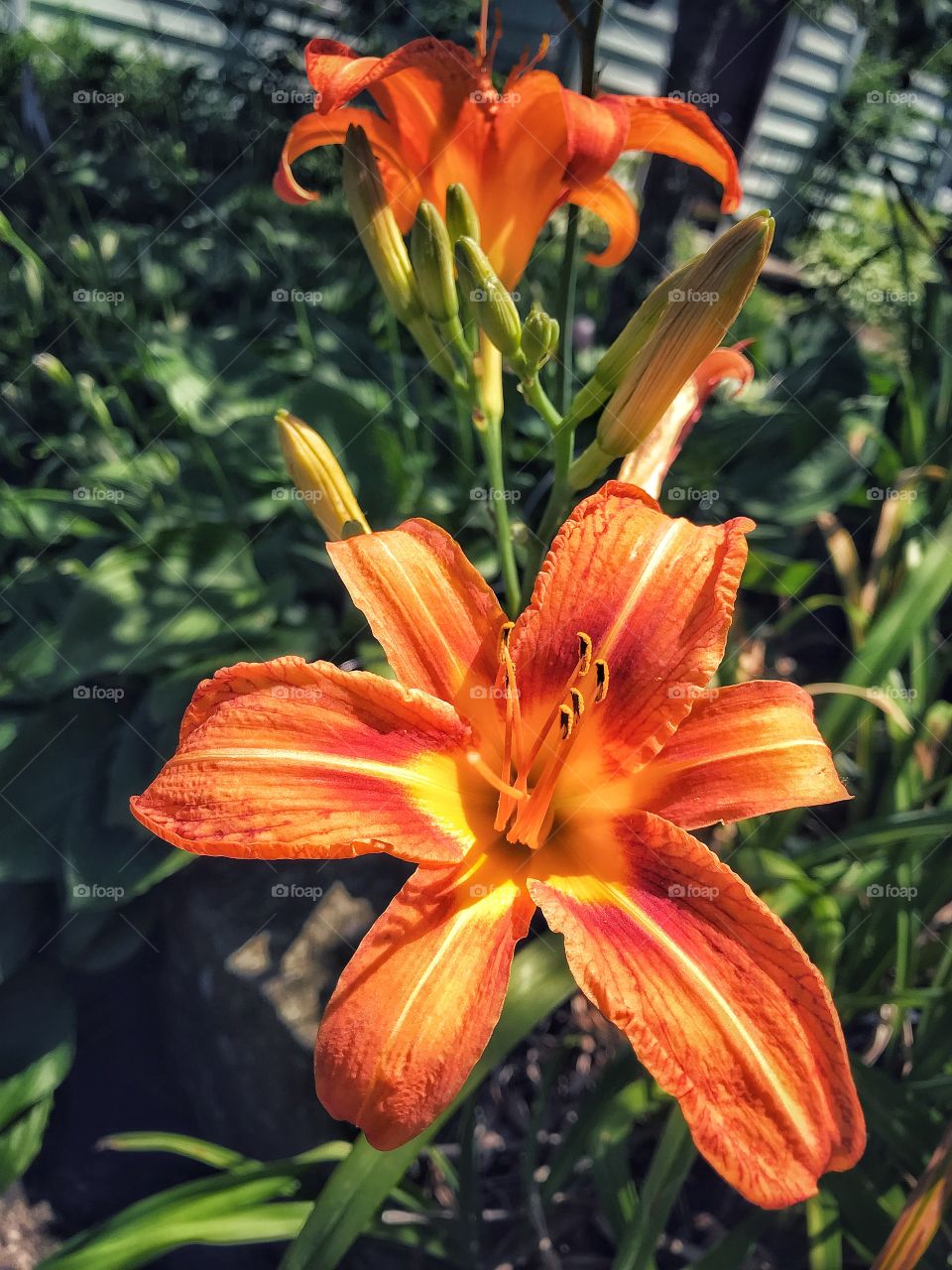 Blooming ditch lilies in my garden 