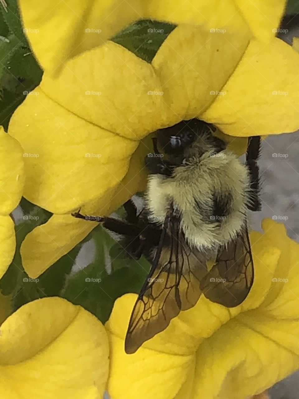 Bumblebee closeup on a yellow flower 