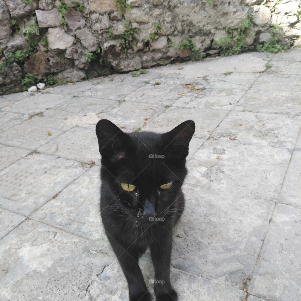 Holy black cat