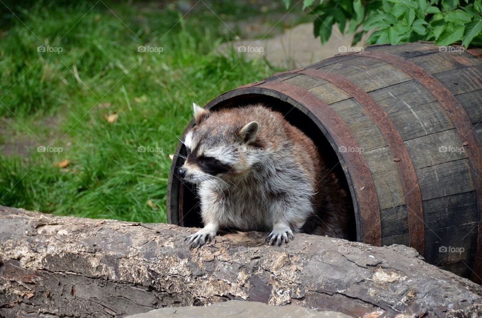 A raccoon at the zoo