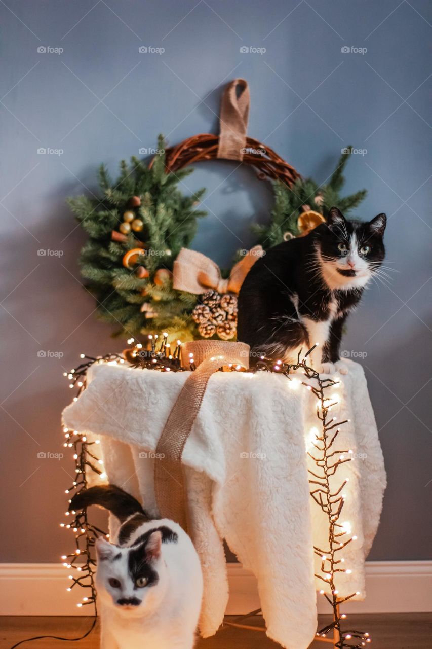 cats sitting near a holiday scenery