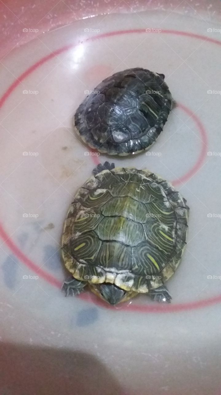 dark and light green turtles