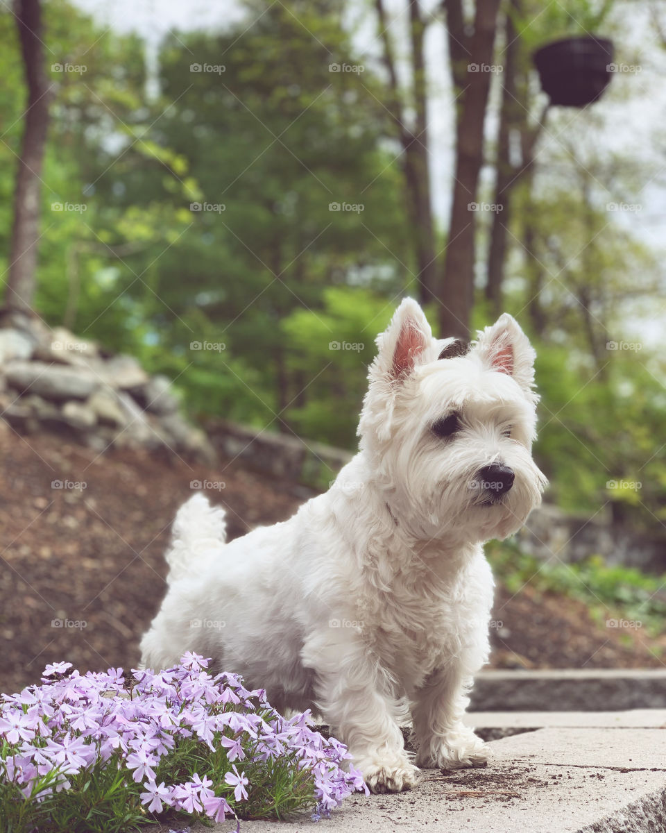 Good boy behaving outside
