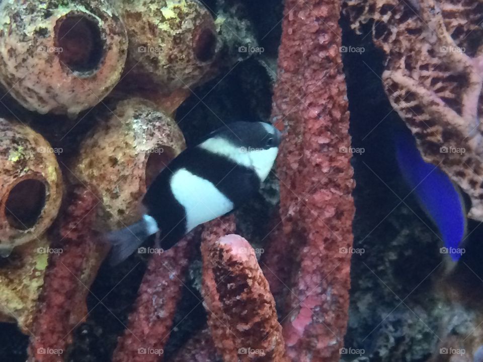 Black and white Damsel. One of the saltwater fish in the Scheels aquarium.