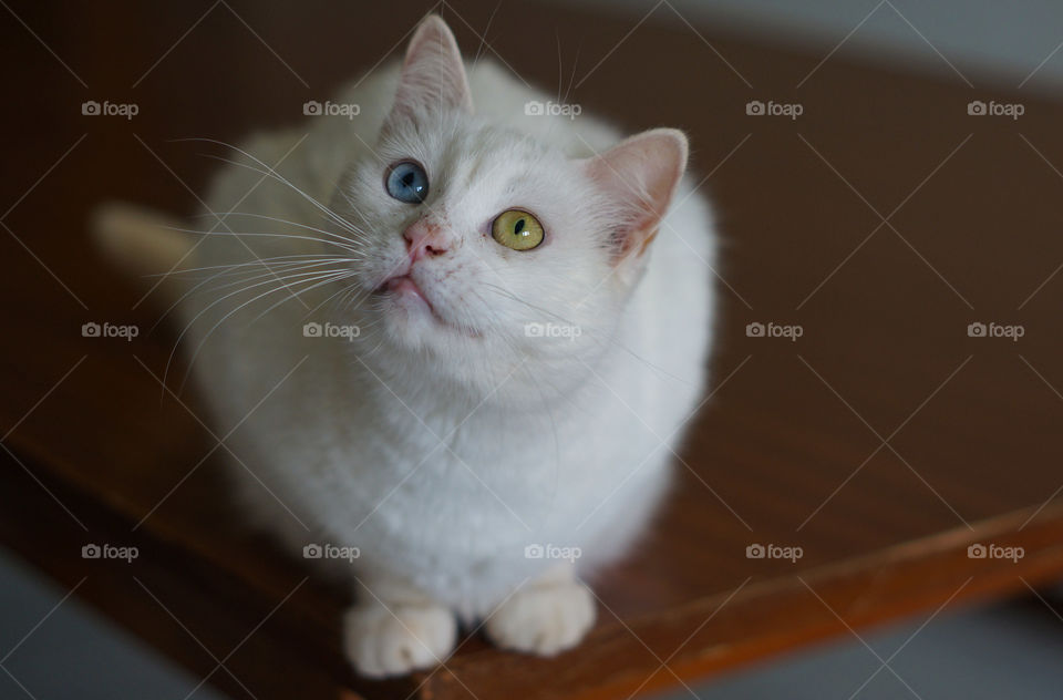 Stray cat who find a home, scarred