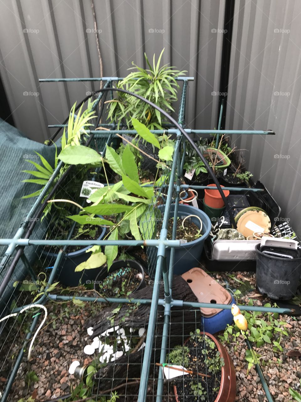 This is a picture of my greenhouse after Tropical Cyclone Debbie. It was really devastating seeing the aftermath of the cyclone. I was very lucky, as it was only my greenhouse that suffered.