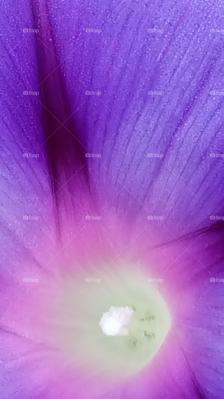 close up shot of a purple flower