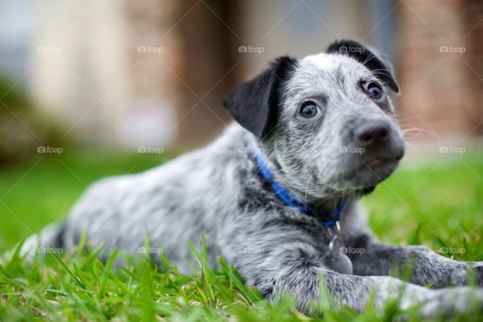 Puppy laying in the grass outside 