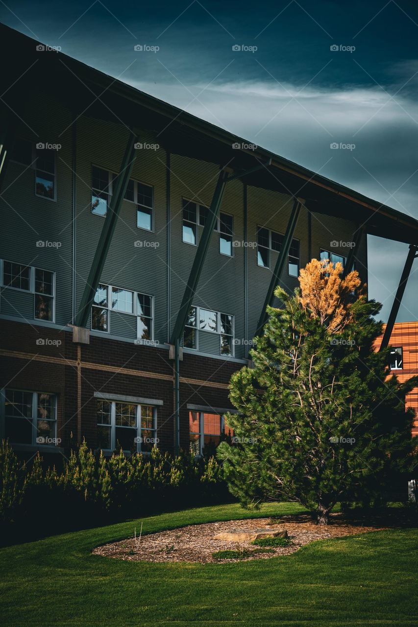 Pine trees reflecting off the windows.