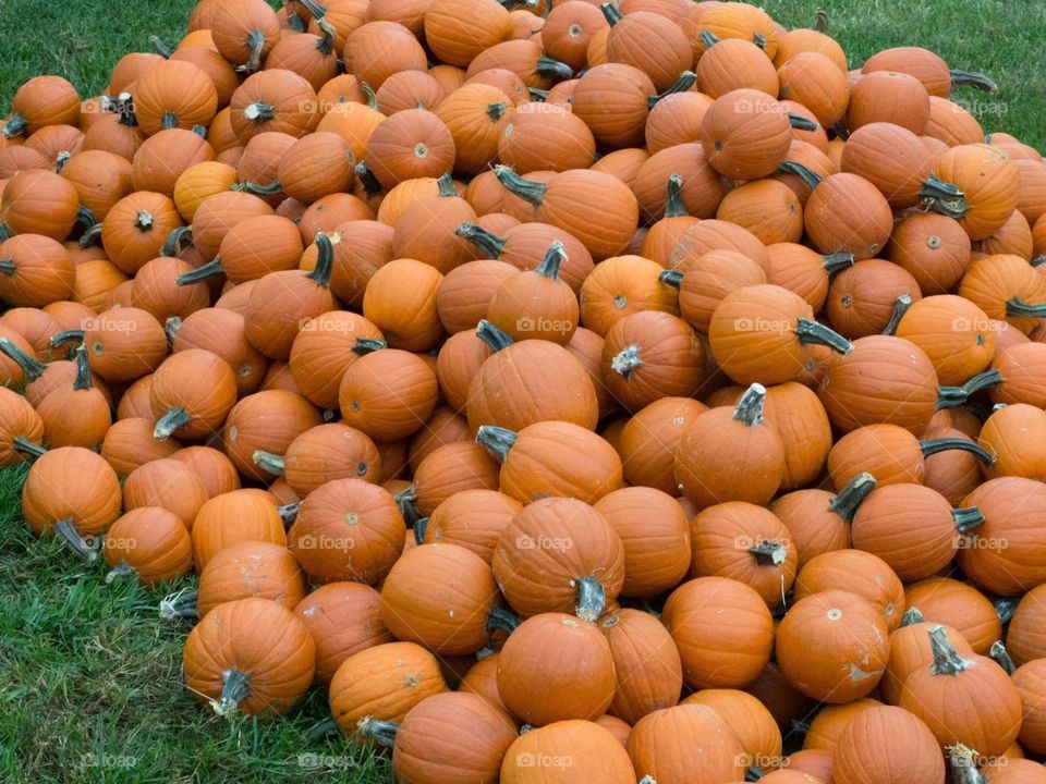 Pumpkins Scream Fall