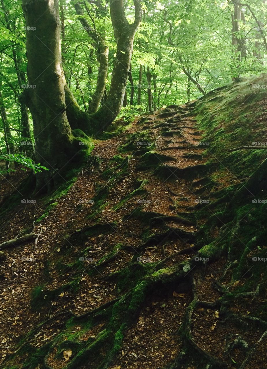 Mystical Forrest path
