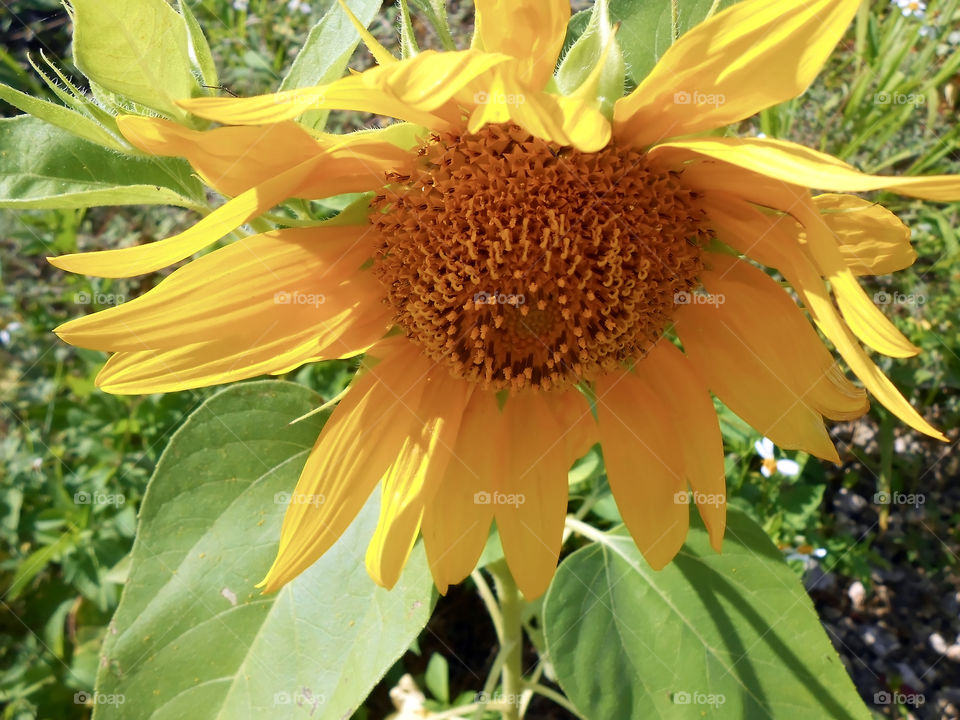 Sunflower Looking Down