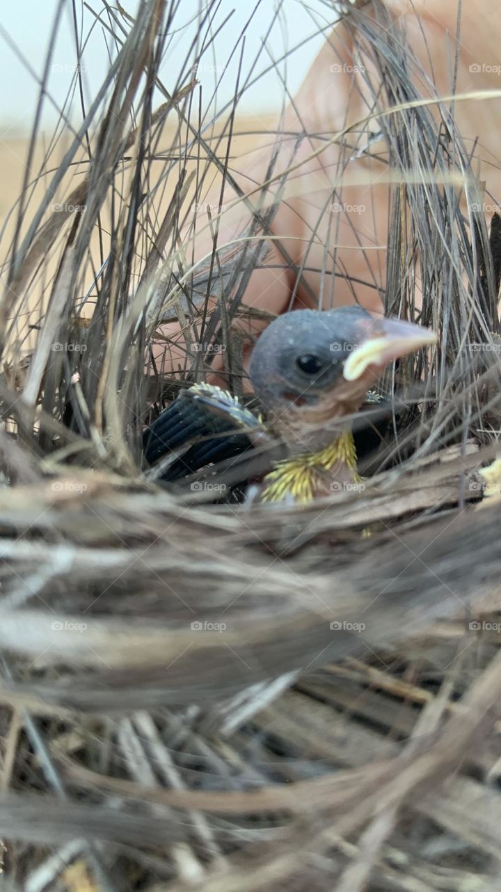 Little bird in the nest