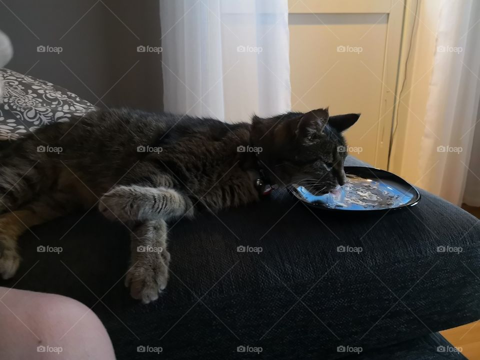 Lazy cat eating cake