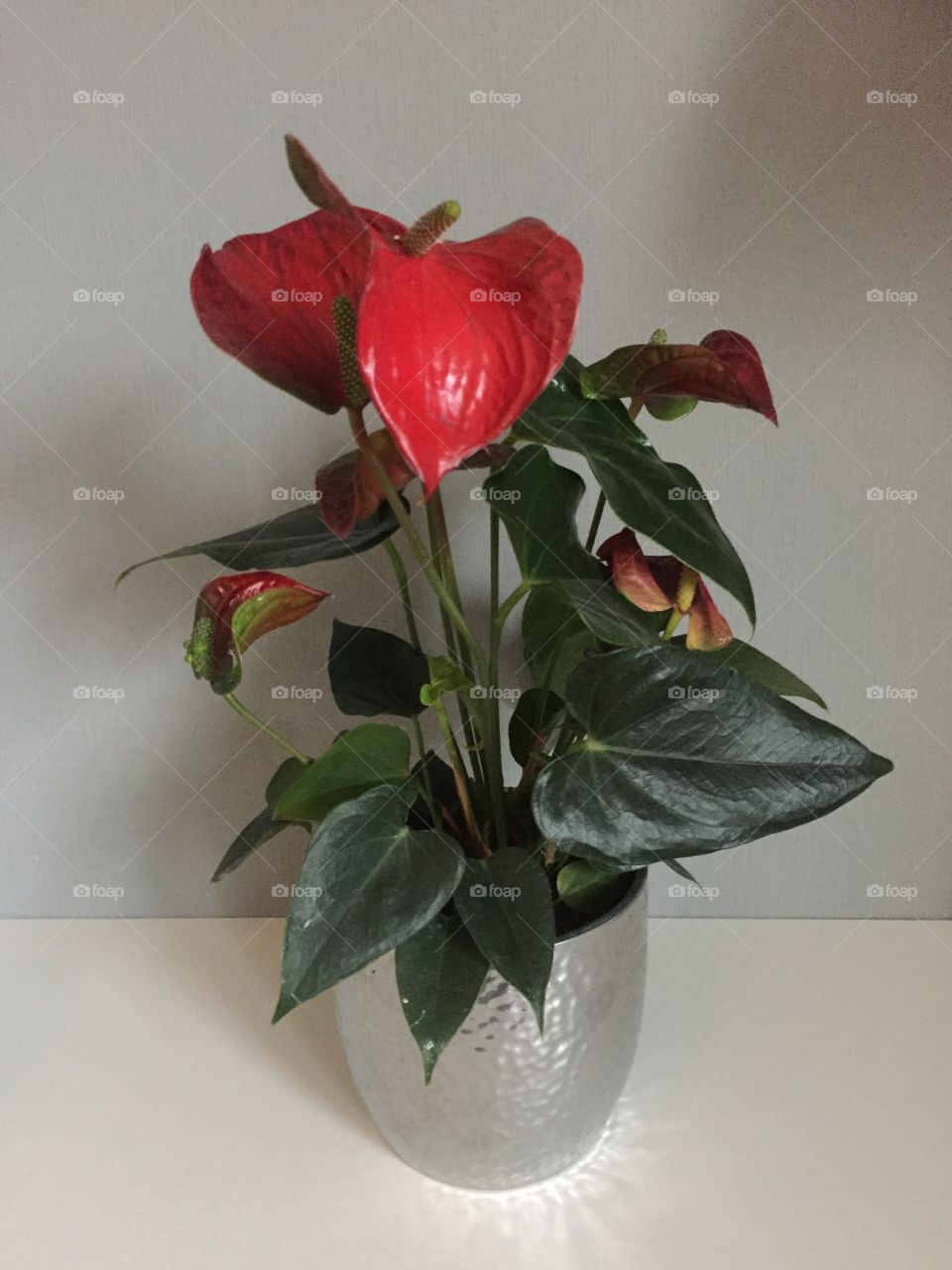 Red houseplant in silver pot